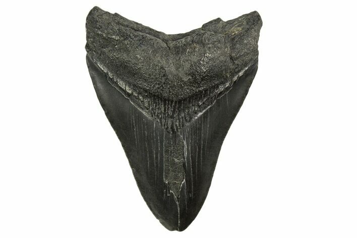 Fossil Megalodon Tooth - South Carolina #331517